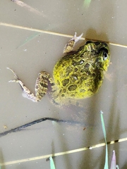 Platyplectrum ornatum