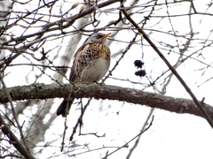 Turdus pilaris