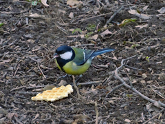 Parus major
