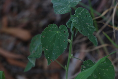 Abutilon auritum