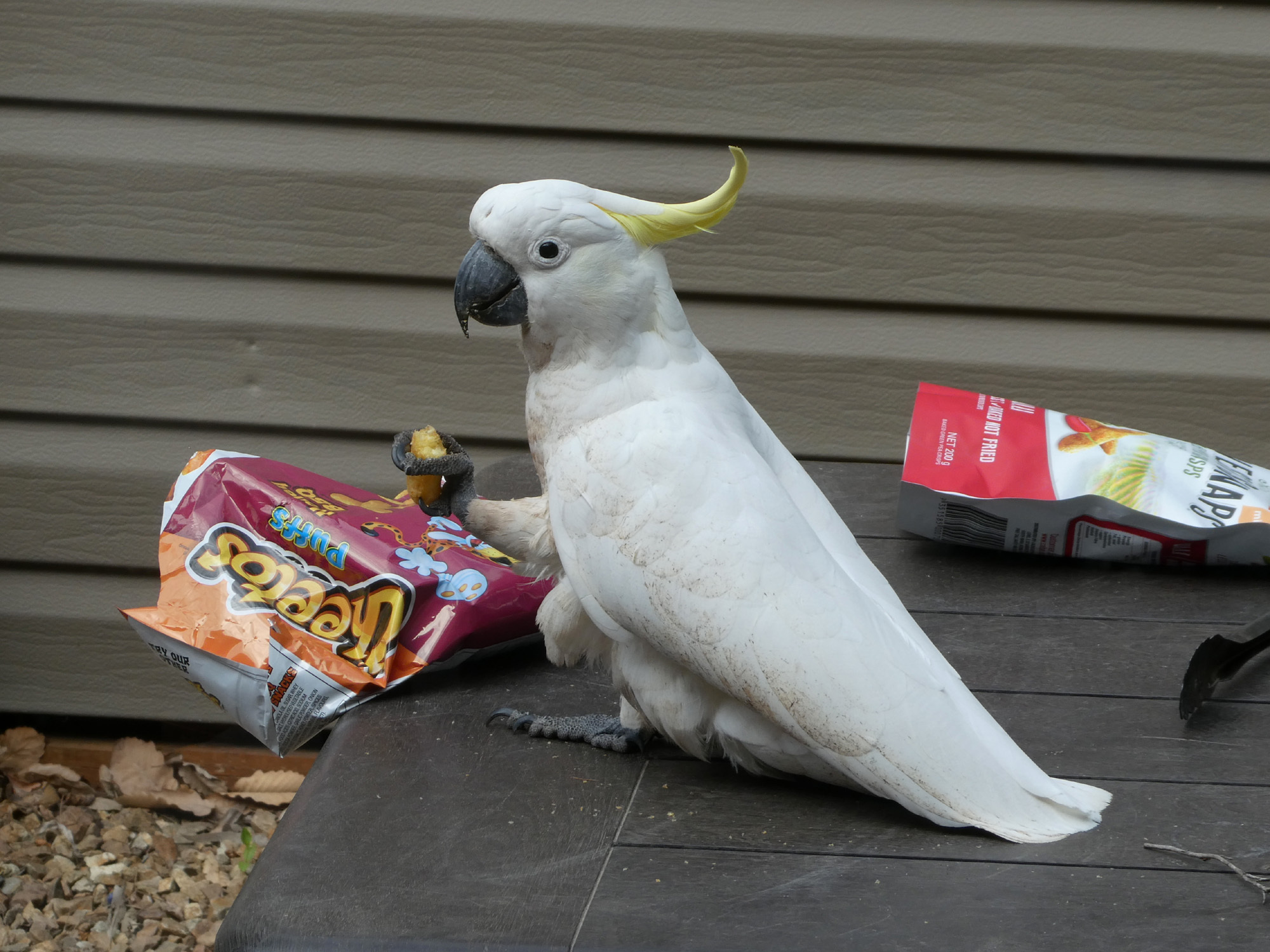 A Sulphur-crested Cockatoo sits on a picnic table next to an open bag of Cheetos, clutching one partially-eaten cheese puff between its toes.
