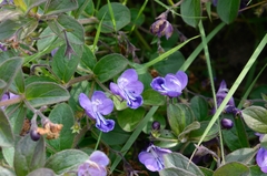 Rotheca hirsuta