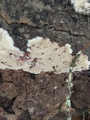 Phlebia centrifuga