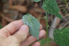 Abutilon auritum