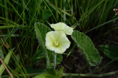 Convolvulus crenatifolius