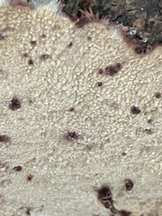 Phlebia centrifuga