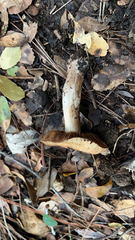 Agaricales