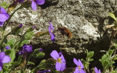 Bombylius major