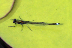 Austrocnemis splendida