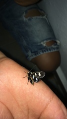 Androloma disparata