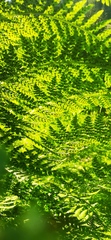 Athyrium distentifolium