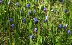 Muscari latifolium