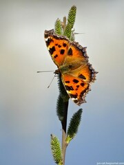 Nymphalis xanthomelas
