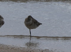 Limosa lapponica