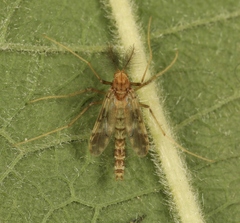 Psectrotanypus varius