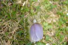 Pulsatilla vernalis