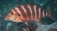 Chirodactylus spectabilis