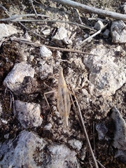 Oecanthus dulcisonans
