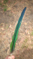 Psittaculidae