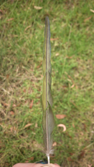 Psittaculidae