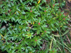 Rhododendron hirsutum