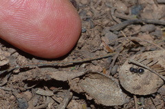 Meranoplus peringueyi