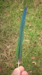 Psittaculidae