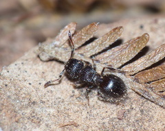 Meranoplus peringueyi