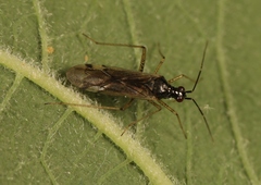 Dicyphus errans