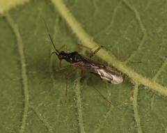 Dicyphus errans