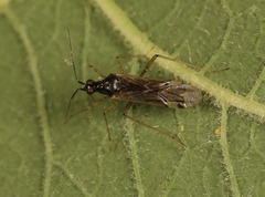 Dicyphus errans