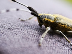 Agapanthia villosoviridescens