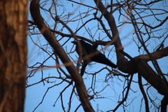 Corvus macrorhynchos