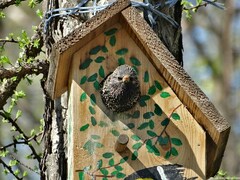 Sturnus vulgaris