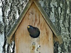 Sturnus vulgaris