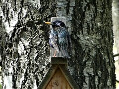 Sturnus vulgaris