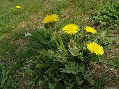 Taraxacum officinale