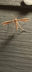 Stenoptilia zophodactylus
