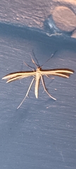 Stenoptilia zophodactylus