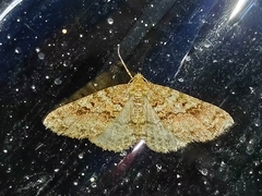 Melanolophiini