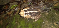 Rhinella icterica