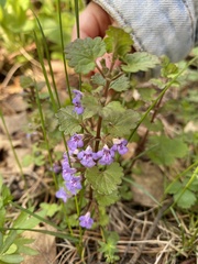 Glechoma hederacea