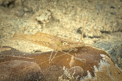 Palaemon adspersus