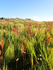 Crocosmia paniculata