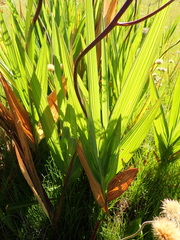 Crocosmia paniculata