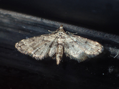 Sufetula