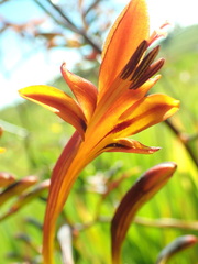Crocosmia paniculata