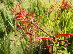 Crocosmia paniculata