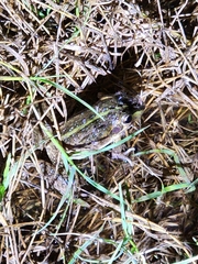 Ranoidea alboguttata