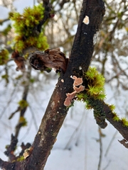 Cylindrobasidium evolvens